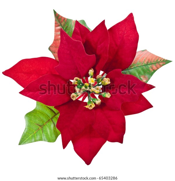 Red Christmas Flower Isolated On White Stock Photo Edit Now 65403286
