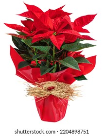 Red Christmas Flower Poinsettia In A Gift Pot Isolated On White Background. Xmas Symbol Poinsetta
