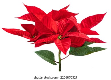 Red Christmas Flower Poinsettia Isolated On White Background. Xmas Symbol Poinsetta