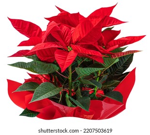 Red Christmas Flower Poinsettia Isolated On White Background. Xmas Symbol Poinsetta