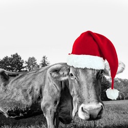 Red Christmas Hat On A Black And White Cow, Fun Xmas Greeting Card
