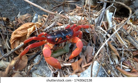 A Red Christmas Island Crab Lurking In The Forest Floor