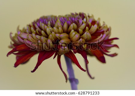 Red Chrysant Chrysanthemum on a light background