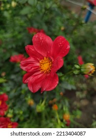 Red Chrysanthemum Flower. Autumn Flowers In The Flower Bed