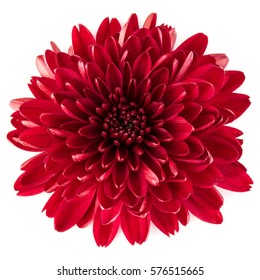 Red chrysanthemum flower isolated on white background.