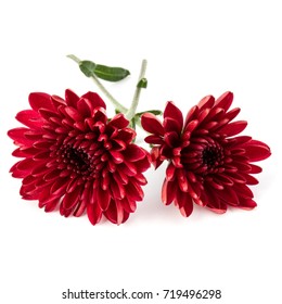 117,719 Chrysanthemum red Images, Stock Photos & Vectors | Shutterstock