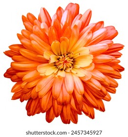 Red  chrysanthemum.  Flower on a white isolated background.  For design.  Closeup.  Nature. - Powered by Shutterstock