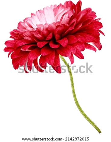 Red  chrysanthemum flower  on white isolated background with clipping path. Closeup. Flower on a green stem. Nature.