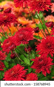 117,719 Chrysanthemum red Images, Stock Photos & Vectors | Shutterstock