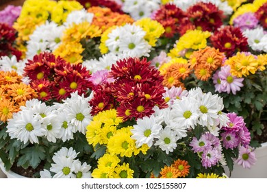 Chrysantheme Images Stock Photos Vectors Shutterstock