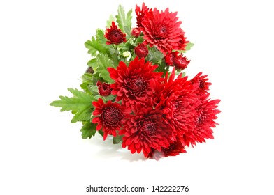 Red Chrysanthemum Isolated On White