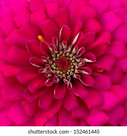 Red chrysanthemum selected. for background and Texture.