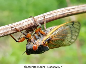 385 17 Year Periodical Cicada Images, Stock Photos & Vectors | Shutterstock