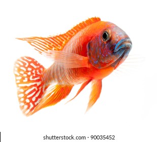 red cichlid fish, ruby red peacock fish, isolated on white background