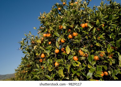 Red Citrus Of Sicily On The Tree