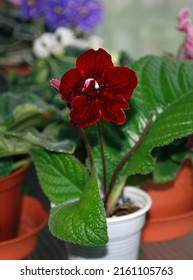 Red claret potted twist flower streptocarpus , varieties - DS Bloody Rose