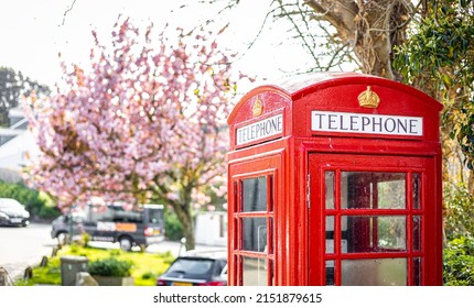 Red Classic Phone Booth And The Cherry Blossom, UK