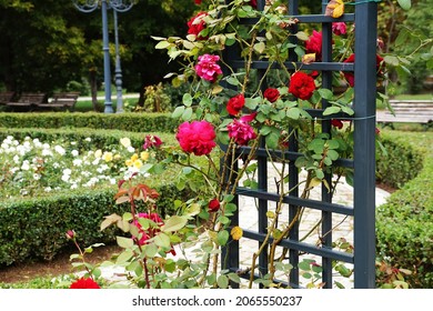 Red Climbing Roses On A Black Wooden Pergola In A Sunny Summer Park.