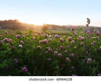 red clover in the evening sun