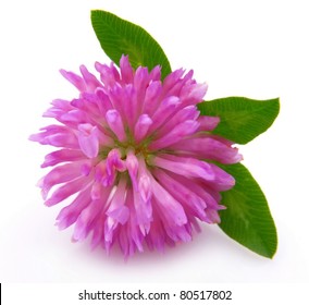 Red Clover Flower