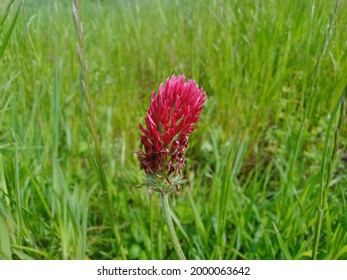 Red Clover Flower On A Meadow