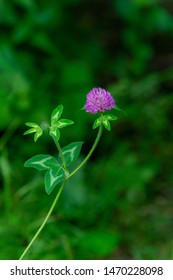 A Red Clover Flower Stands Along The Bike Trail In Southwoods Park, West Des Moines, Iowa.