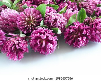 Red Clover Flowers On The White Glassy Surface, Close Up.