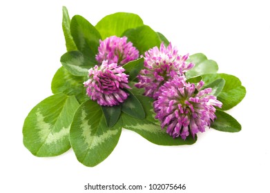 Red Clover Isolated On White