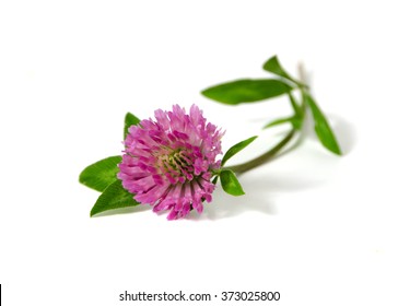 Red Clover Isolated On A White