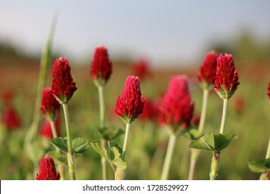 
Red clover in a large meadow against a dark, stormy sky