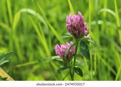 Red clover .Clover meadow flower. Valuable forage and medicinal plant. Women's health flower. Clover extract. Beautiful pink floral background
 - Powered by Shutterstock