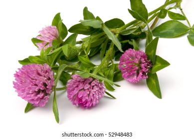 1,803 Red clover weed Images, Stock Photos & Vectors | Shutterstock