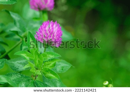 Red Clover, Trifolium pratense, in a typical meadow environment. delicate flower, on a light green natural background, with drops after rain, morning dew, moisture on the petals. macro nature.