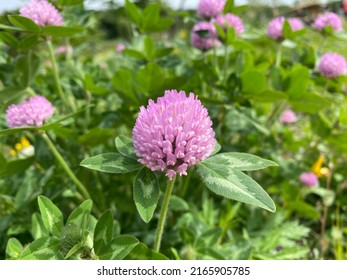 Red Clover Trifolium pratense Wild Clover Pink Flowers With Green Leaves