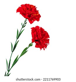 Red cloves. Two plastic flowers Red artificial carnation flower isolated on white background