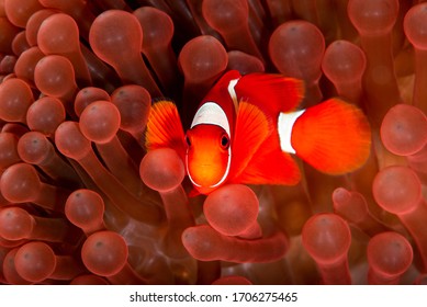 Red Clown Fish Swimming In Red Anemone