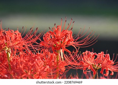 Red cluster amaryllis of Aizuma River