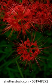 Red cluster amaryllis, blossoms of red spider lily in a field