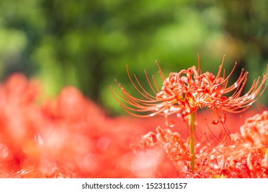 
Red cluster amaryllis in the green forest.