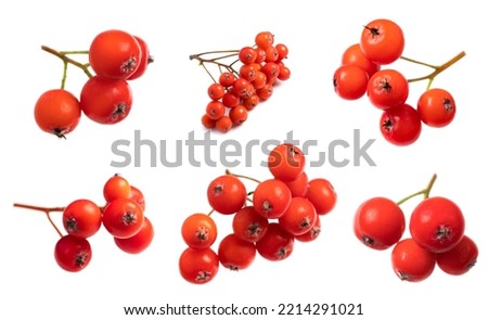 red cluster of rowan berries isolated on white. Collection.