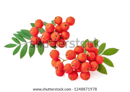 red cluster of rowan berries with leaves isolated on white