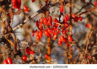 Red clusters of barberry among spiny branches, shot close-up.