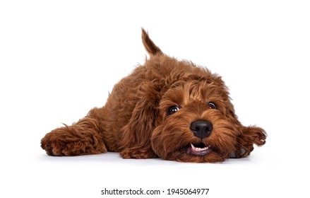 Red Cobberdog Aka Labradoodle Pup, Laying Head Down With A Silly Face. Looking Towards Camera. Isolated On A White Background.