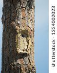 Red cockaded Woodpecker Leuconotopicus borealis  man made nesting cavity in Florida, conservation efforts Agnieszka Bacal.