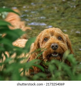 A Red Cockapoo Dog Hiding Behind A Bush During His Walk In Country