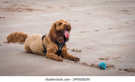 A red cockapoo dog lying resting on the beach with his ball durigna game with his owner