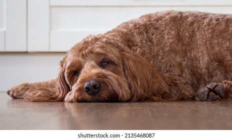 A Red Cockapoo Dog Lying Sleeping On The Kitchen Floor