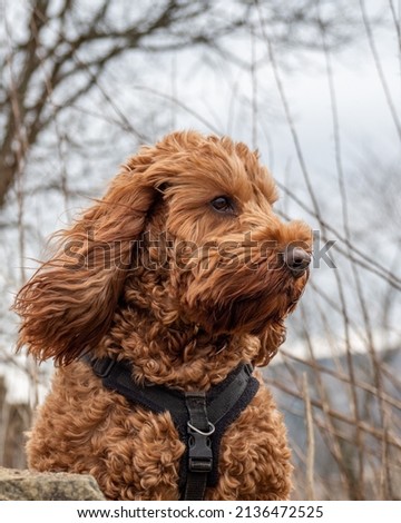 A red cockapoo dog sitting attentively on a wall watching his surroundings