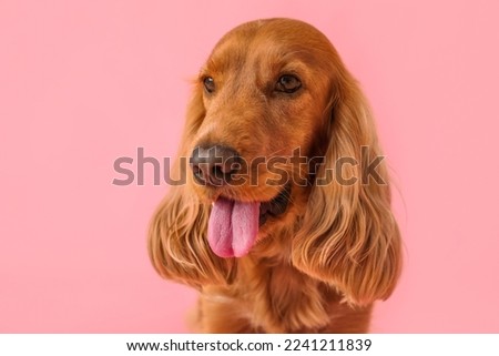 Red cocker spaniel on pink background, closeup