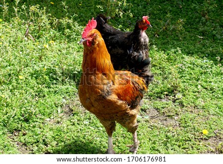 Similar – Image, Stock Photo Chickens on meadow. Meat